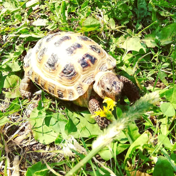 Una Tortuga Hierba Mastica Una Flor Diente León Amarillo — Foto de Stock