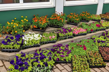 Çiçekler fidanlar için. Satılık büyük bir çiçek koleksiyonu. Mağazanın önünde satılık bir yer.