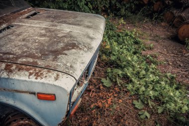 Yaprakların arasında terk edilmiş bir araba. Arka planda kesilmiş ağaçlar.