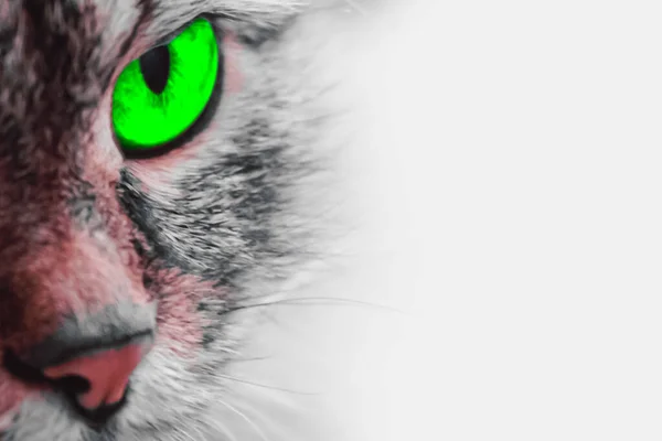 魔法のタビー子猫と緑の目でグレーの背景、クローズアップ. — ストック写真
