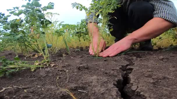 Jordbrukararmar som vidrör torr mark runt busken med kikärter på fältet. Manliga händer unga agronomer kontrollerar jordens bördighet på Garbanzo äng. Affärsidé inom jordbruket. Närbild Dolly skott — Stockvideo
