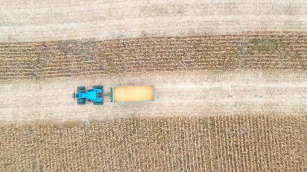 Aerial shot of tractor transporting corn cargo along field during harvesting. Flying over agricultural machine driving through farmland with grain in trailer. Top view — Stock Video