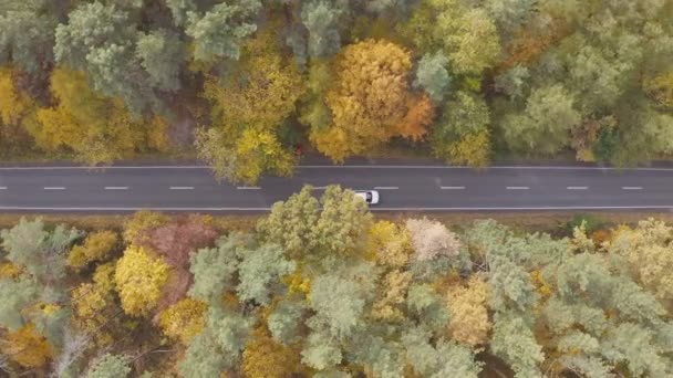 Zdjęcie lotnicze białego samochodu jadącego jesienią wiejską drogą. Auto jazdy na trasie wsi w żółtym lesie jesiennym. SUV poruszający się po malowniczym krajobrazie w pięknym sezonie jesiennym. Widok z góry — Wideo stockowe