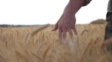 Çayırda yetişen olgunlaşmış buğday üzerinde hareket eden erkek elinin yakın çekimi. Genç çiftçi mısır gevreği tarlasında yürüyor ve nazikçe mahsulün altın kulaklarına dokunuyor. Tarım konsepti. Düşük görünüm Yavaş çekim