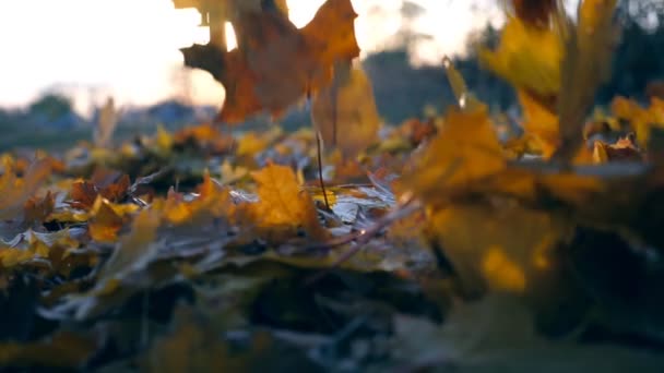 Κίτρινα φύλλα σφενδάμου πέφτουν στο φθινοπωρινό πάρκο και ο ήλιος λάμπει μέσα από αυτό. Όμορφο τοπίο φόντο. Πολύχρωμη φθινοπωρινή σεζόν. Αργή κίνηση Κλείσιμο — Αρχείο Βίντεο