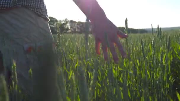 Zbliżenie męskiej dłoni poruszającej się nad pszenicą rosnącą na łące w słoneczny dzień. Młody rolnik przechadzający się po polu zbożowym i dotykający zielonych uszu. Piękny krajobraz natury. Widok z niskiego kąta — Wideo stockowe