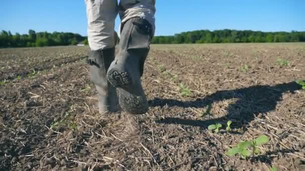 Seguire a piedi contadini maschi in stivali a piedi attraverso i piccoli germogli verdi di girasole sul campo. Gambe di giovane che calpesta il terreno asciutto del prato. Vista ad angolo basso Close up Movimento lento — Video Stock