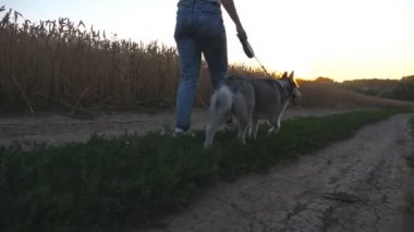Elinde altın buğday sapları olan genç bir kız Sibirya kurdu ile tarlaya yakın yolda yürüyor. Kadın sahibinin ayakları çayırın yanında şirin bir köpekle yürüyor. Düşük açı görünümü