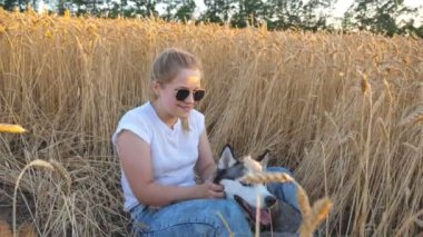 Sarışın, olgun buğday tarlasında oturan ve gün batımında Sibirya köpeğini okşayan mutlu bir kadın resmi. Güneş gözlüklü genç kız çayırdaki altın kazıkların arasında sevimli hayvanını okşuyor.