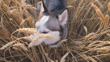 Sibirya 'nın genç kurt köpeğinin uzun sivri dikenlerin arasında oturması ve çayırda buğday kulağı ısırması. Mısır gevreği tarlasında dinlenen sevimli bir evcil hayvan ve kadın sahibini örnek alıyor. POV Yavaş çekim