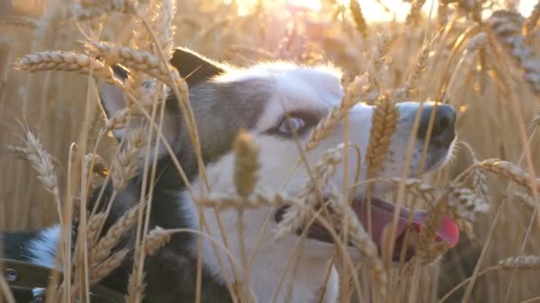 Close up of young siberian husky muzzle breathing with sticking out tongue at golden wheat field on sunset. Beautiful domestic animal sitting in tall spikelets at meadow on summer day. Side view — Video