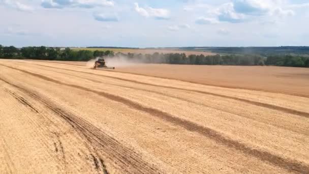 Aerial view of harvester gathering wheat crop in farmland. Combine working on farm during harvesting. Beautiful countryside landscape with large field at background. Agronomy concept — Stock video