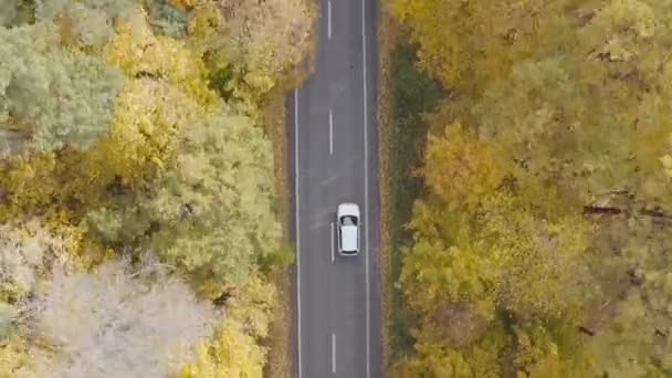在黄色的秋天的森林里 白色的汽车沿着公路行驶的俯瞰景象 汽车在乡村路线行驶 越野车在美丽的秋天穿过风景秀丽的风景大道 旅行概念 空中射击 — 图库视频影像