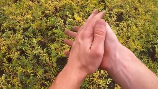 수컷 농부는 푸른 병아리 밭의 토양을 조사 한 후 손으로 흙을 떨어 뜨 립니다. 젊은 농학자가 가 반조 초원에서 일을 마무리하고 있습니다. 농업에 대한 개념이다. 돌리 샷 폐쇄 — 비디오