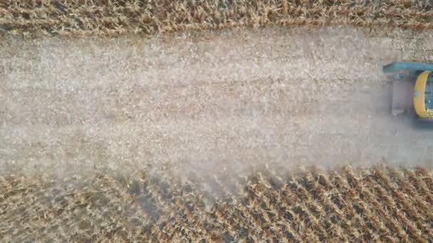 Luftaufnahme eines Mähdreschers bei der Maisernte. Langsam über Mähdrescher fliegend, geht es durch Felder, auf denen Gerstenhalme geschnitten werden. Blick von oben auf Traktoren, die auf landwirtschaftlichen Flächen arbeiten. Erntekonzept. Nahaufnahme — Stockvideo