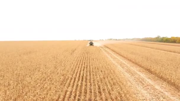 Aerial shot of harvester gathering corn crop in farmland. Flying over combine working on farm during harvesting. Beautiful countryside landscape with large field at background. Front view — Stock Video