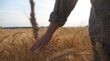 Olgun buğday üzerinde hareket eden çiftçinin erkek eli çayırda büyüyor. Genç tarımcı arpa tarlasında yürüyor ve nazikçe altın ekin kulaklarını okşuyor. Tarım konsepti. Arka plan Yavaş çekim