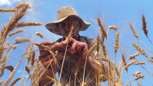 Mladý agronomista zkoumá zralá stébla ječmene na zlaté plantáži. Farmář zkoumá pšeničné uši na obilném poli. Pojem zemědělské podnikání. Modrá obloha na pozadí. Zpomalený pohled — Stock video