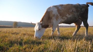 Koca inek tarlanın ortasında duruyor ve taze yeşil otlar yiyor. Otlakta otlayan sığırlar. Arka planda güzel bir kır manzarası var. Kırsal alan manzarası. Çiftçilik kavramı. Yavaş çekim Yan Görünümü Kapat