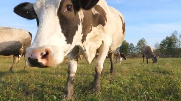 Herd of cows grazing at sunny lawn. Animals on pasture. Scenic background. Farming concept. Slow motion — Vídeo de Stock