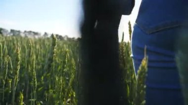 Yeşil dikenlere dokunan genç bir kadının eli. Tanınmayan bir kız buğday tarlasında yürüyor güneşli bir günde manzaranın tadını çıkarıyor. Parlak güneş arka planda parlıyor. Yavaş çekim