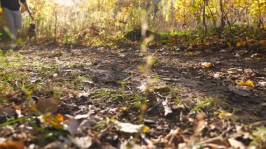 Feet of male owner in sneakers walks with his american staffordshire terrier along the path in autumn forest. Adult man goes with his cute female pet along trail in park. Close up Slow motion