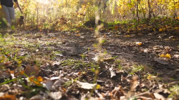 Os pés do proprietário masculino nos sneakers andam com seu terrier americano do staffordshire ao longo do trajeto na floresta do outono. Homem adulto vai com seu animal de estimação fêmea bonito ao longo da trilha no parque. Fechar câmera lenta — Vídeo de Stock