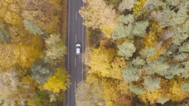 Sonbahar kırsal yolunda araba sürüyor. Güzel bir sonbahar sezonunda kırsal bölgede araba kullanmak. Beyaz SUV, sarı sonbahar ormanı boyunca manzaralı arazide ilerliyor. Üst Görünüm Hava Görüntüsü