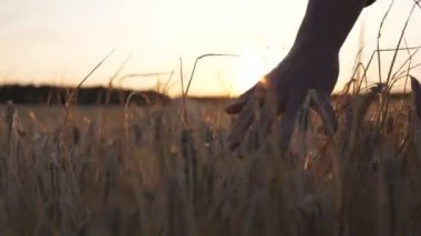Genç çiftçi arpa tarlasında yürüyor ve altın kulaklı kol ekinleriyle okşuyor. Erkek el, çayırda yetişen olgun buğday üzerinde hareket eder. Tarım sektörü konsepti. Arkaplanda güneş ışığı