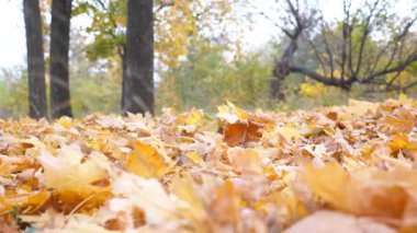 View of empty park in empty forest at sunny day. Yellow maple leaves lie on lawn at park. Gently wind blowing through colorful foliage on the ground at woodland. Dolly shot Slow motion