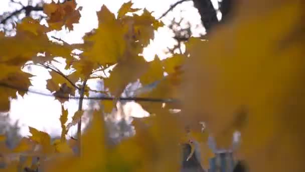 Na stromových větvích se při západu slunce mírně houpá ve větru i blízko žlutých javorového listí. Svěží podzimní listí se houpá ve větru v lese. Nádherná, barevná sezóna. Zpomaleně