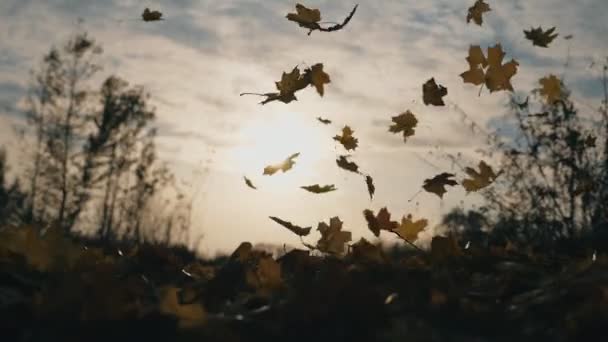 Vue détaillée sur les feuilles d'érable jaune tombant au sol dans la forêt d'automne. Sol recouvert d'un feuillage sec et vif. Le soleil illumine les feuilles tombantes. Saison d'automne colorée. Fond flou. Ralentir mo Fermer — Video