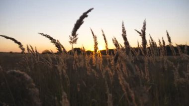 Arka planda güzel bir günbatımı olan yüksek bitki köklerine yakın. Akşam güneşi, ekilmemiş çayırların saplarını aydınlatıyor. Pampa otları hafif esintide yavaşça sallanıyor. Bulanık arkaplan