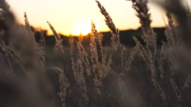 Arka planda güzel bir günbatımı olan yüksek bitki köklerine yakın. Akşam güneşi, ekilmemiş çayırların saplarını aydınlatıyor. Pampa otları hafif esintide yavaşça sallanıyor. Bulanık arkaplan