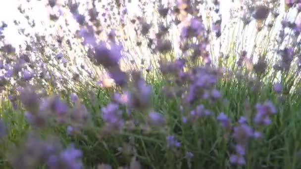 Bright Sun Shining Lavender Flowers View Beautiful Floral Meadow Illuminated — Video