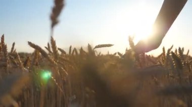 Olgun buğdayın üzerinde hareket eden kadın elinin yakın çekimi. Tahıl tarlasında yürüyen ve altın ekin kulaklarına dokunan bir kadın. Kız güneşli yaz gününün tadını çıkarıyor. Parlak güneş arka planda parlıyor. Yavaş çekim Düşük görünüm.