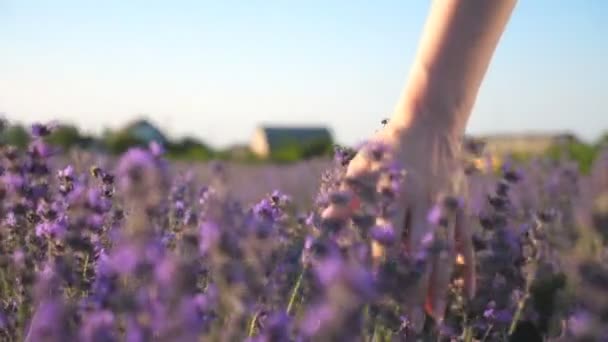 Close Female Hand Touching Purple Flowers Woman Walking Lavender Field — Video