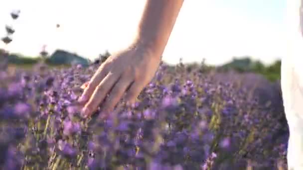 Close Female Hand Touching Purple Flowers Woman Moving Her Arm — Video