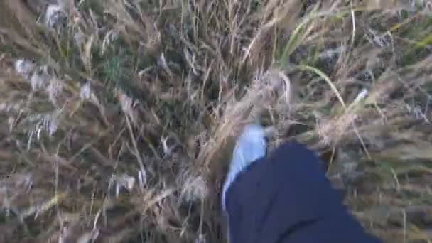 Вид Мужские Ноги Белых Кроссовках Шагающих Высокому Травяному Полю Ноги — стоковое видео