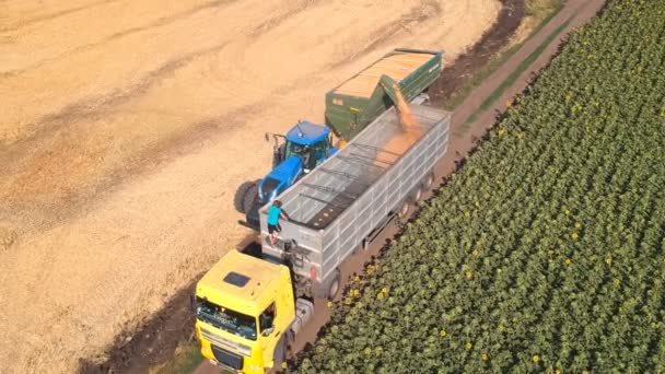 Aerial View Combine Loading Rye Wheat Crop Truck Trailer Agriculture — Vídeos de Stock