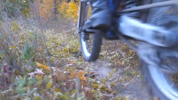 Motorcyclists Rides Trail Autumnal Forest Motorcycles Crosses Wood Path Kicking — Vídeos de Stock