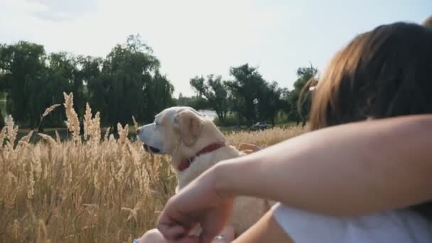 Young Couple Sitting Grass Meadow Stroking His Labrador Family Spends — Vídeos de Stock