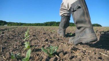 Low angle view of unrecognizable young farmer walking through the small green sprouts of sunflower on the plantation at sunny summer day. Concept of agricultural business. Slow motion.