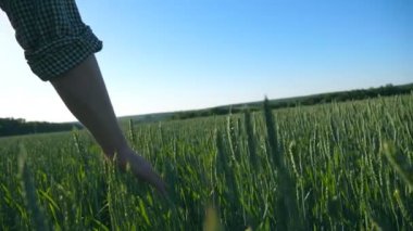 Erkek çiftçi el tarlada buğday yetiştiriyor ve arka planda güneş ışığı var. Genç çiftçi mısır gevreği tarlasında yürüyor ve yeşil ekin kulaklarına dokunuyor. Arka görünüm Yavaş çekim.