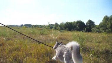 Sibirya köpeğiyle koşan genç bir kızın ayakları yeşil çimlerin üzerinde tasmalı. Kadın sahibi evcil hayvanıyla yaz otlağında vakit geçiriyor. Düşük açı görünümü Kapat.