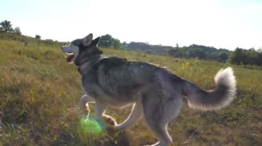 Profile of siberian husky dog running to her female owner along grass at meadow. Young girl with blonde hair hugging her pet at field on sunny day. Beautiful nature at background. Close up Slow motion