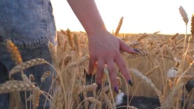 Rear view of young girl walking with her siberian husky dog through the cereal field and touching golden ears of crop. Female hand moving over ripe wheat growing on the meadow. Close up Slow motion.