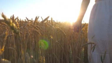 Unrecognizable woman in white dress walking through field with ripe wheat and touching golden crop ears. Girl enjoying summer nature or freedom outdoor. Beautiful sunset at background. Slow motion.