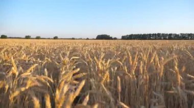 Beautiful view to wheat field with ripe golden ears. Scenic summer landscape. Concept of farming or harvesting. Slow motion Dolly shot.