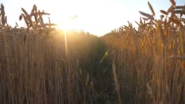Camera Moving Wheat Field Showing Beautiful View Endless Farmland Sunset — Videoclip de stoc
